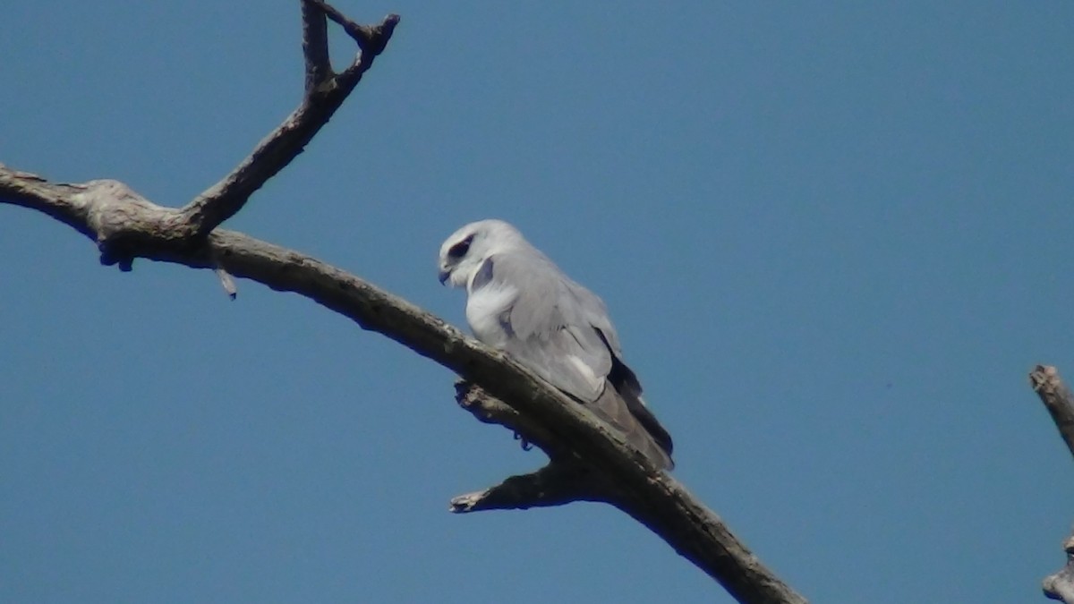 Black-winged Kite - ML52113261