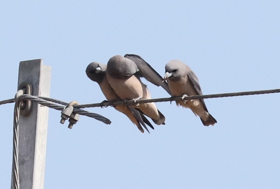 Ashy Woodswallow - ML521132641