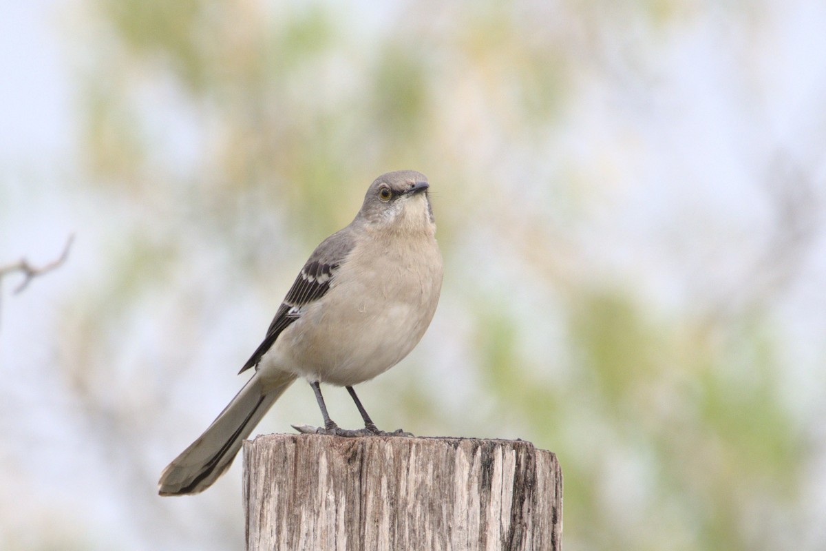 Northern Mockingbird - ML521133441