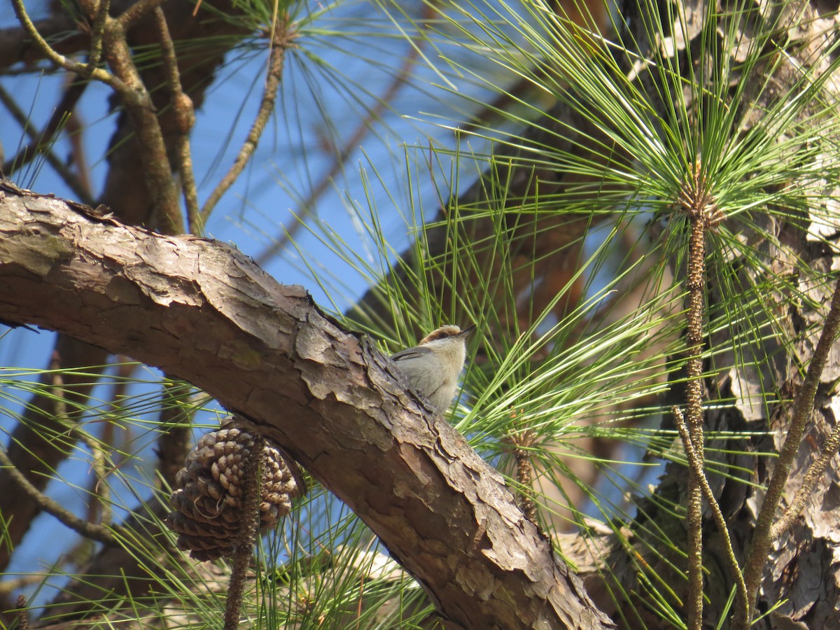 Brown-headed Nuthatch - ML52113371