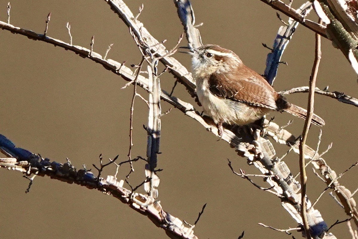 Carolina Wren - ML521133791