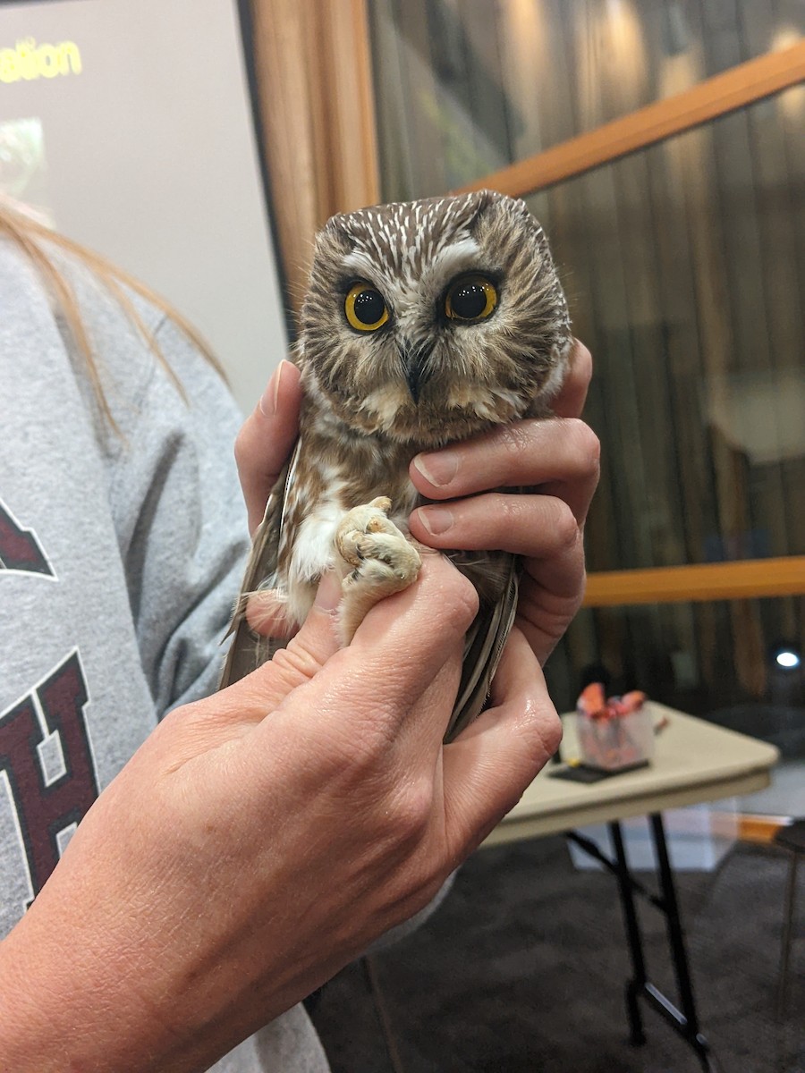 Northern Saw-whet Owl - Anna Battaglia