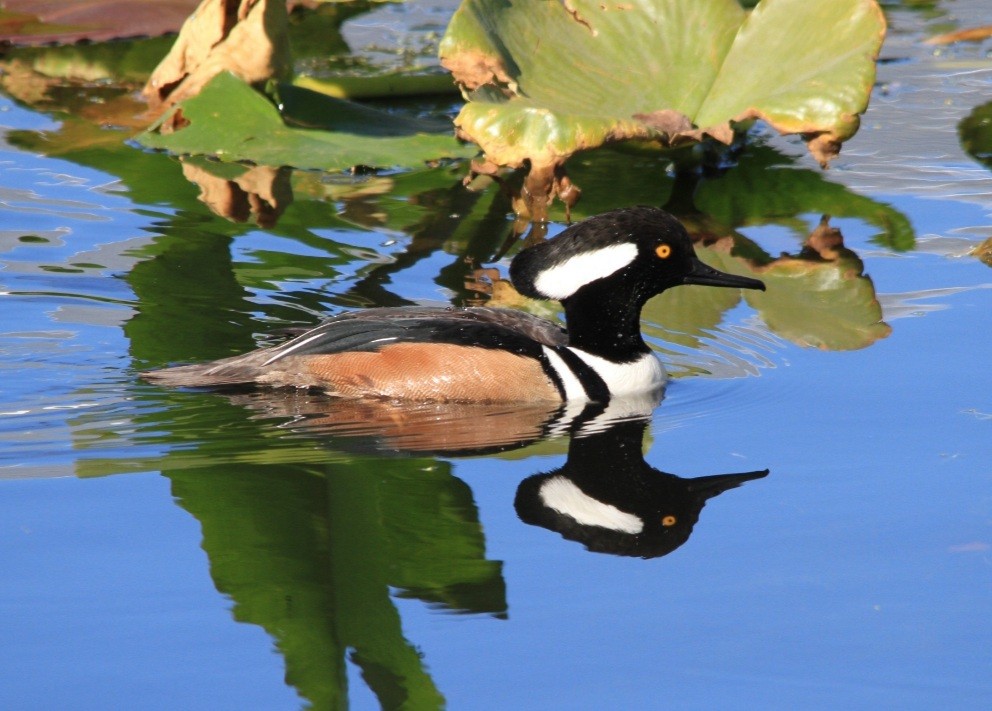 Hooded Merganser - ML521134091