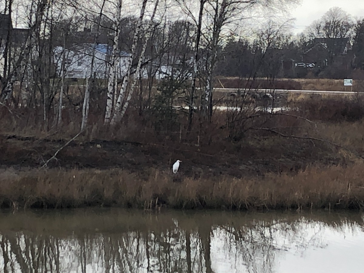 Great Egret (American) - ML521134601
