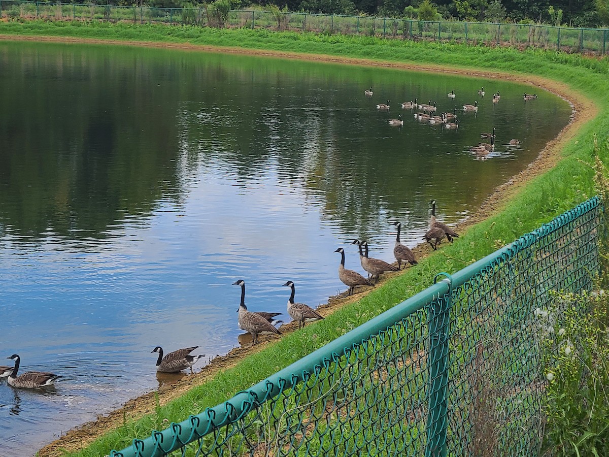 Canada Goose - ML521135431