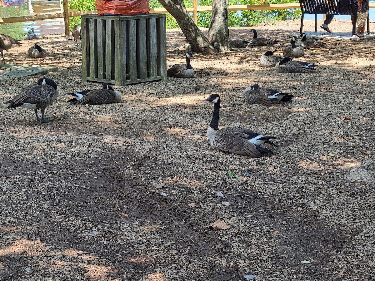 Canada Goose - ML521135441