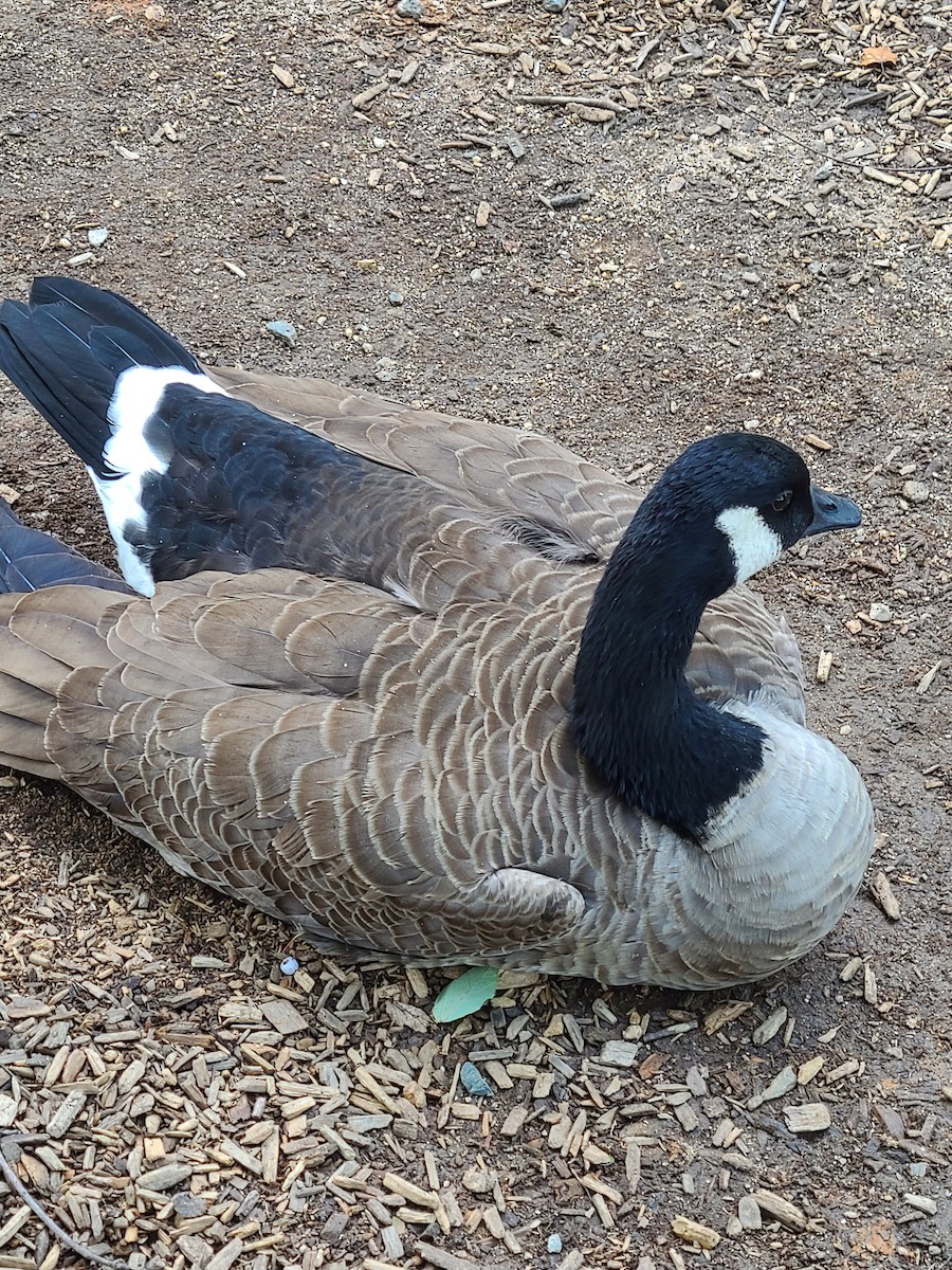 Canada Goose - ML521135451