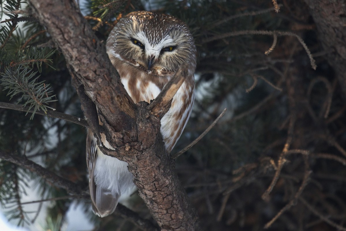 Northern Saw-whet Owl - ML521136671