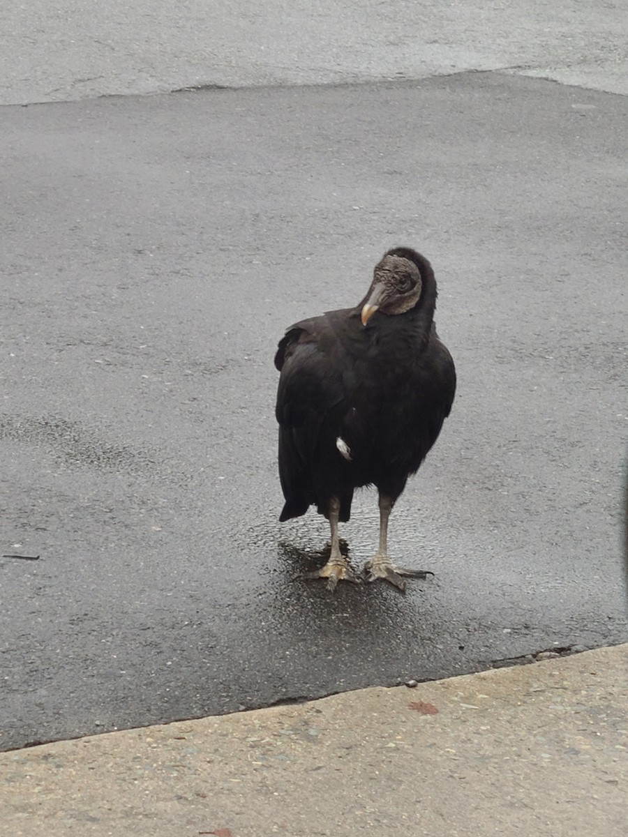 Black Vulture - ML521137921