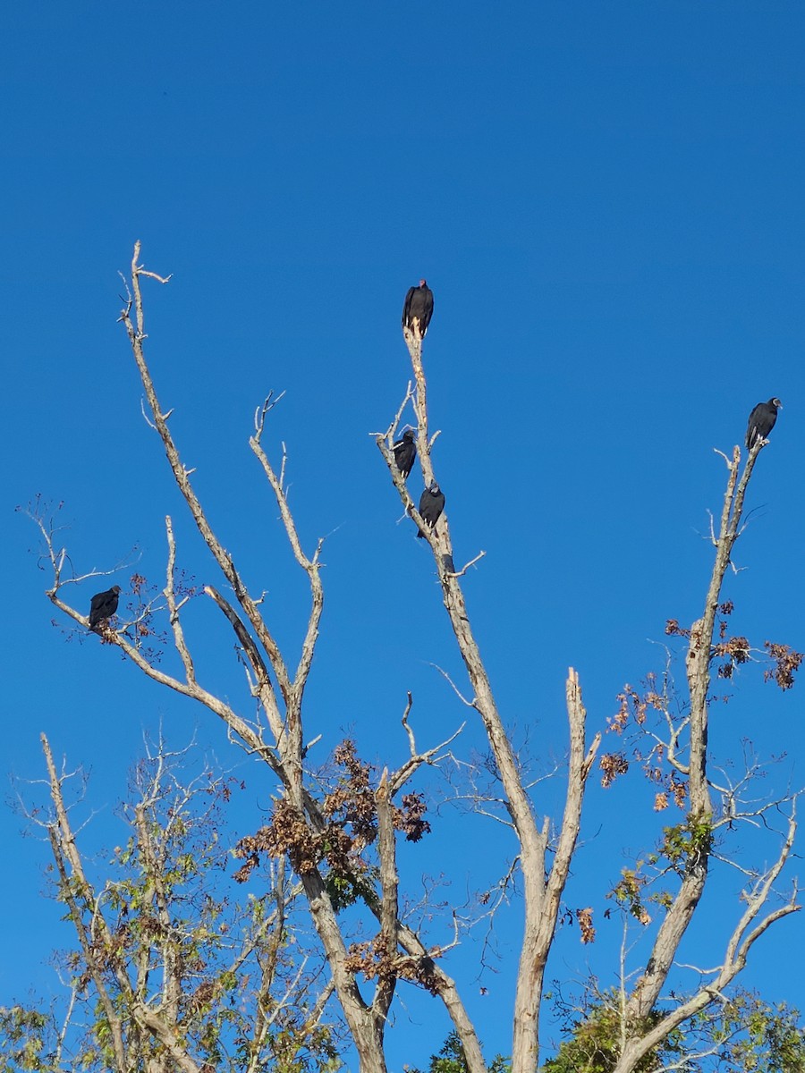Black Vulture - ML521137931