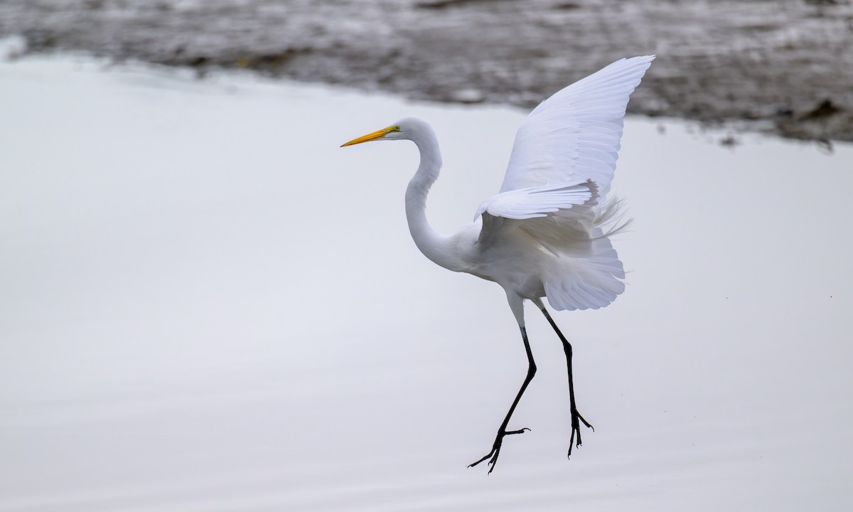 Great Egret - ML521138091