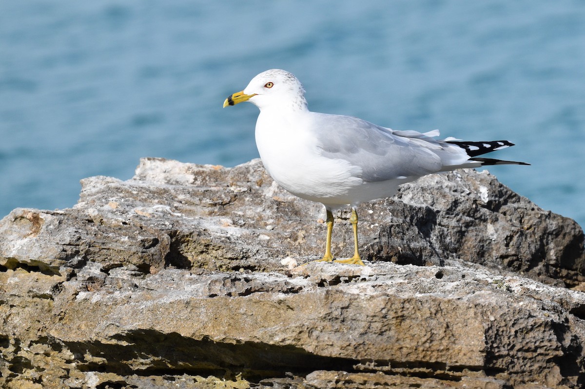 Ring-billed Gull - ML521138741