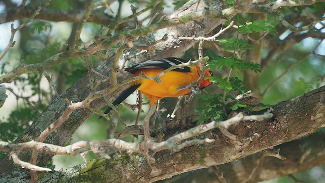 Oriole à gros bec - ML521139961