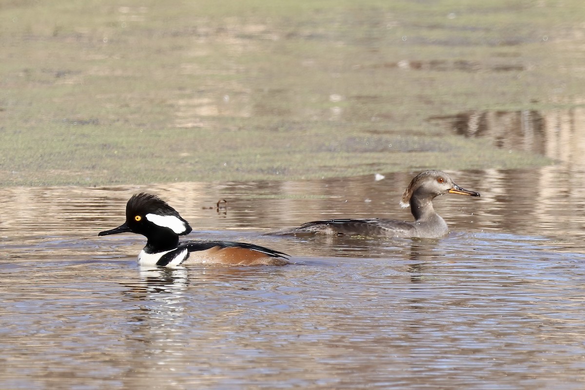morčák chocholatý - ML521140011