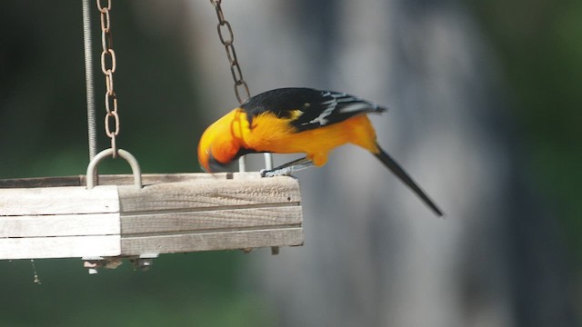 Oriole à gros bec - ML521140091