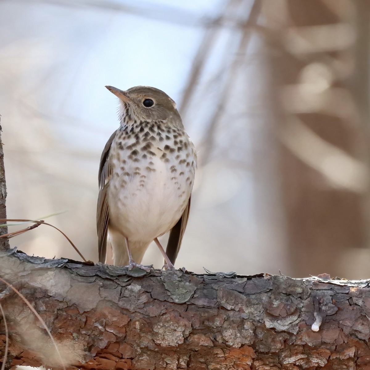 drozd rezavoocasý - ML521140161