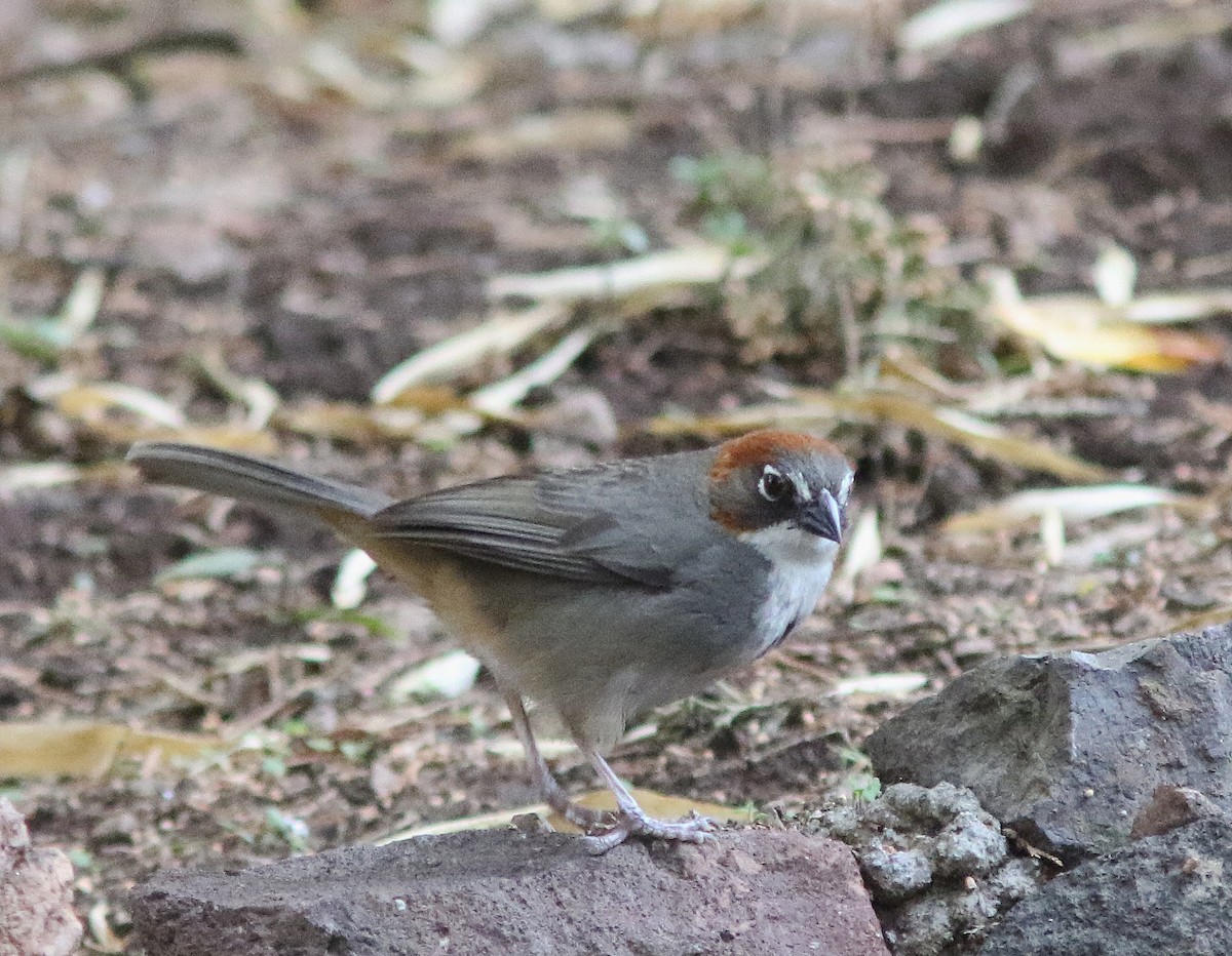 Rusty-crowned Ground-Sparrow - ML521141121