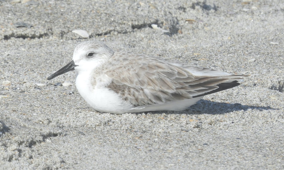 Sanderling - ML521142111