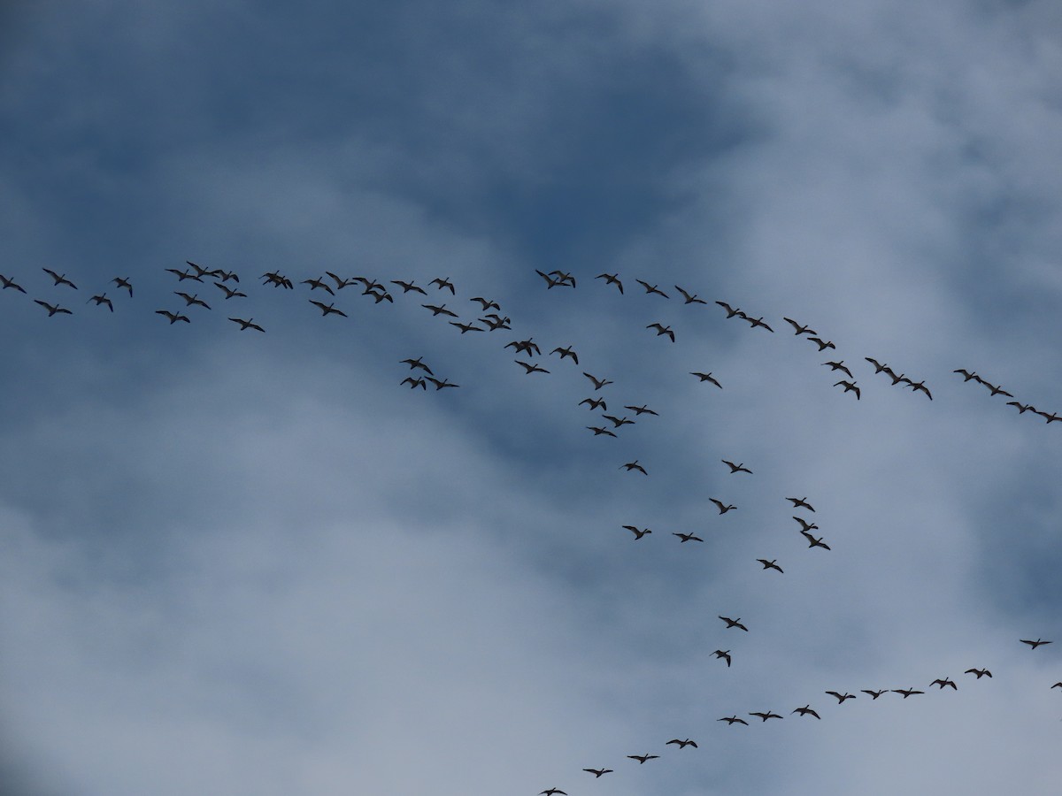 Snow Goose - Alan Boyd