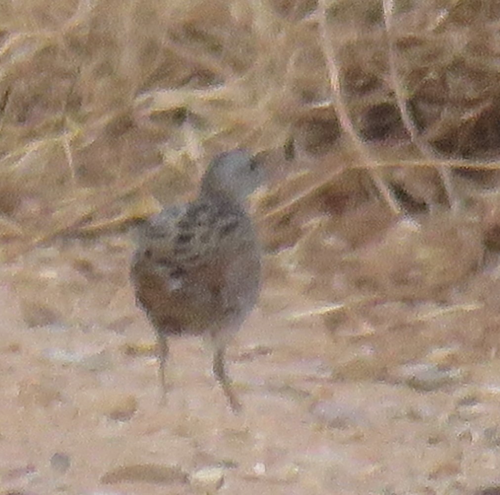 Corn Crake - ML52114291