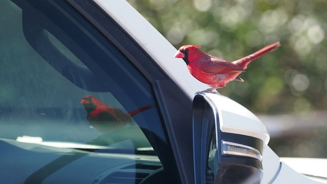 Northern Cardinal - ML521144011