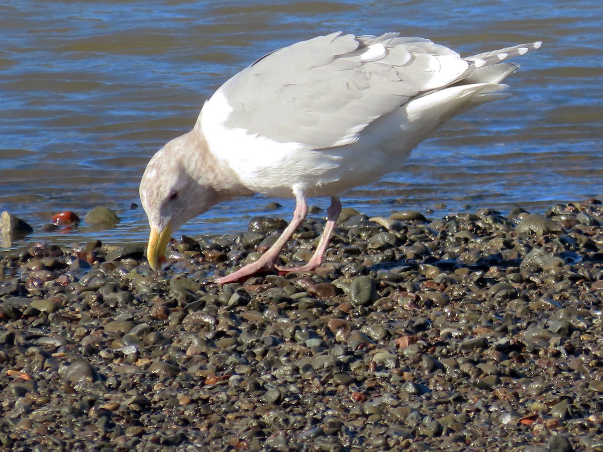 Gaviota de Bering - ML521145141