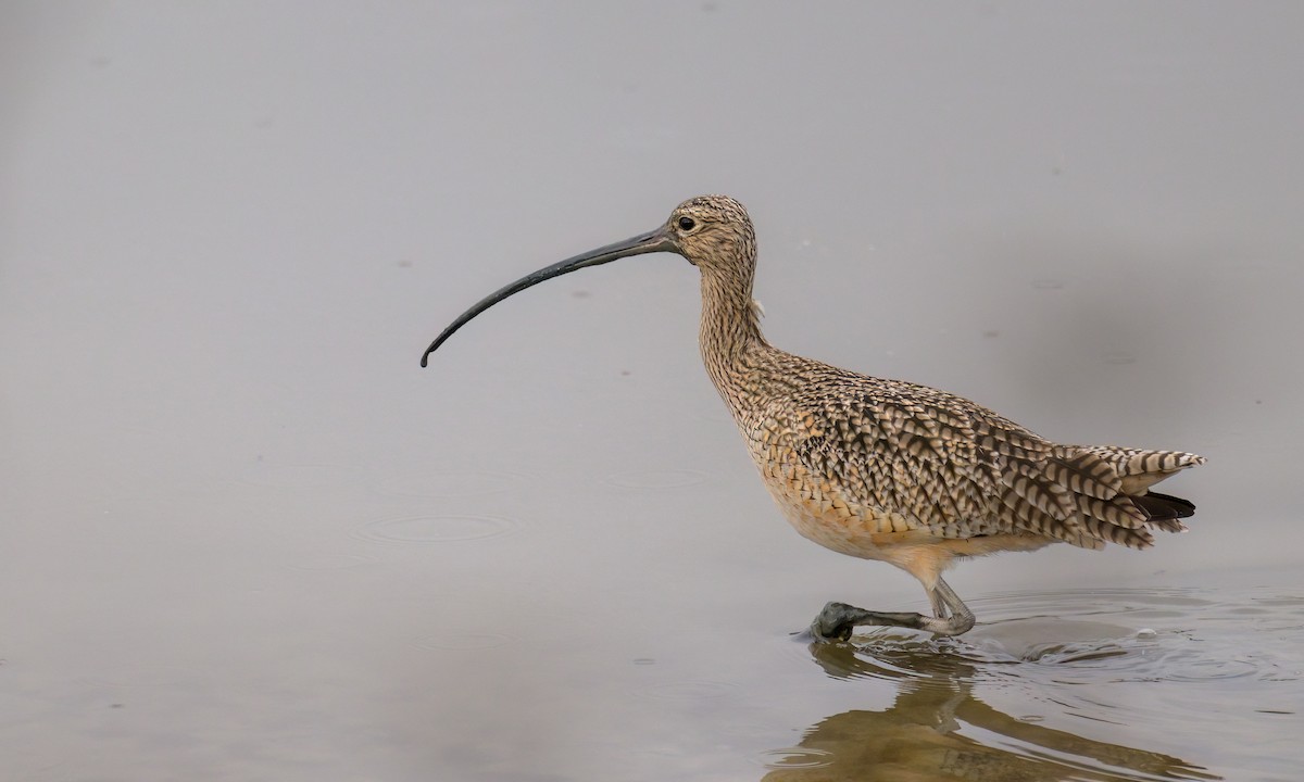Long-billed Curlew - ML521145571