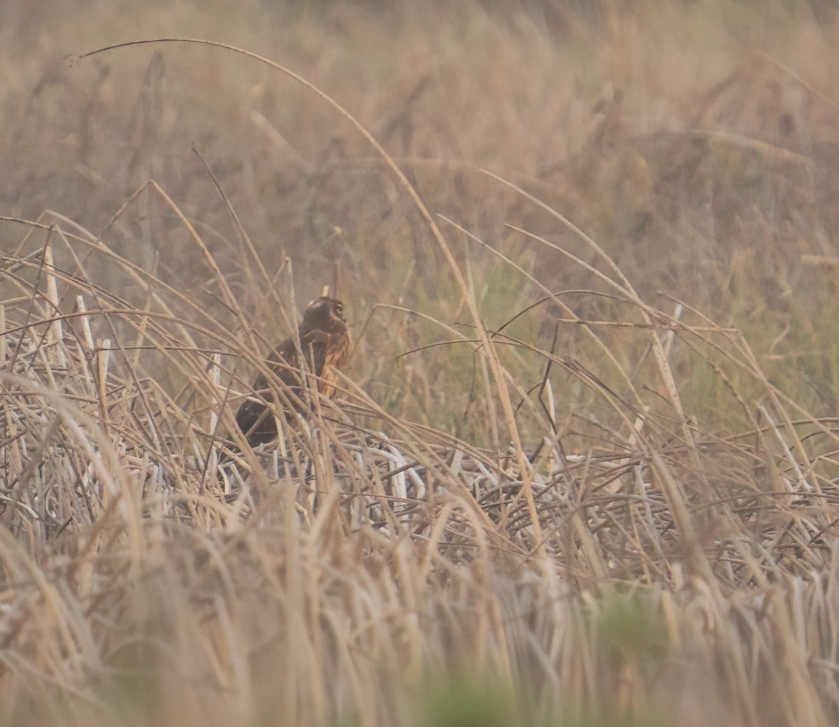 Northern Harrier - ML521145671