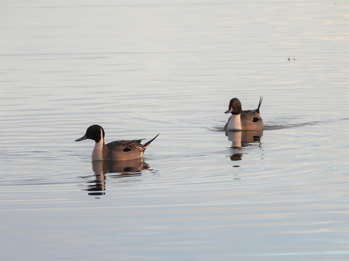 Northern Pintail - Andrew Droubay