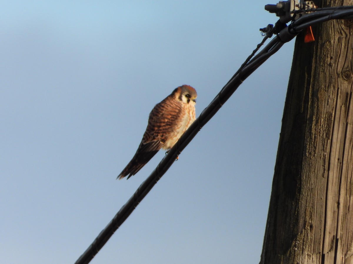 American Kestrel - Andrew Droubay