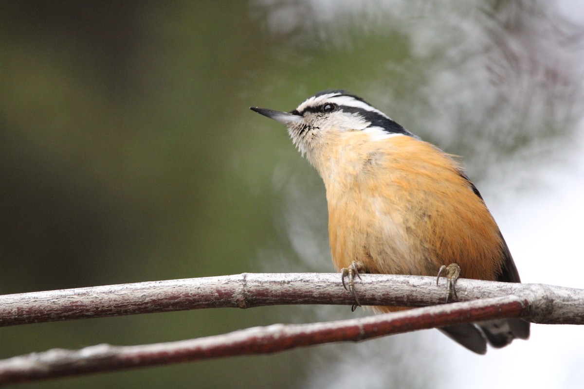 Red-breasted Nuthatch - ML521148381