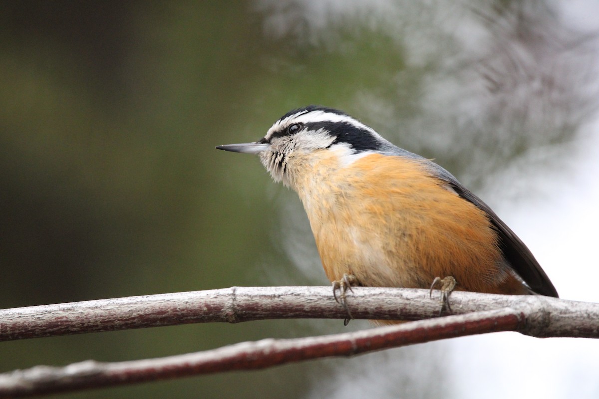 Red-breasted Nuthatch - ML521148401