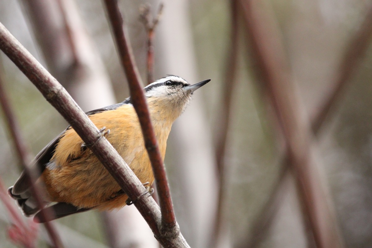 Red-breasted Nuthatch - ML521148411