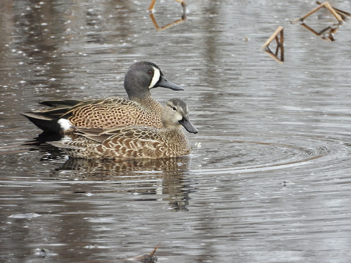 Blue-winged Teal - Stacy Rabinovitz