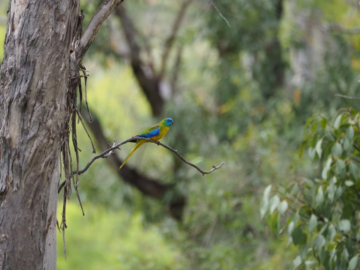 Turquoise Parrot - ML521150241