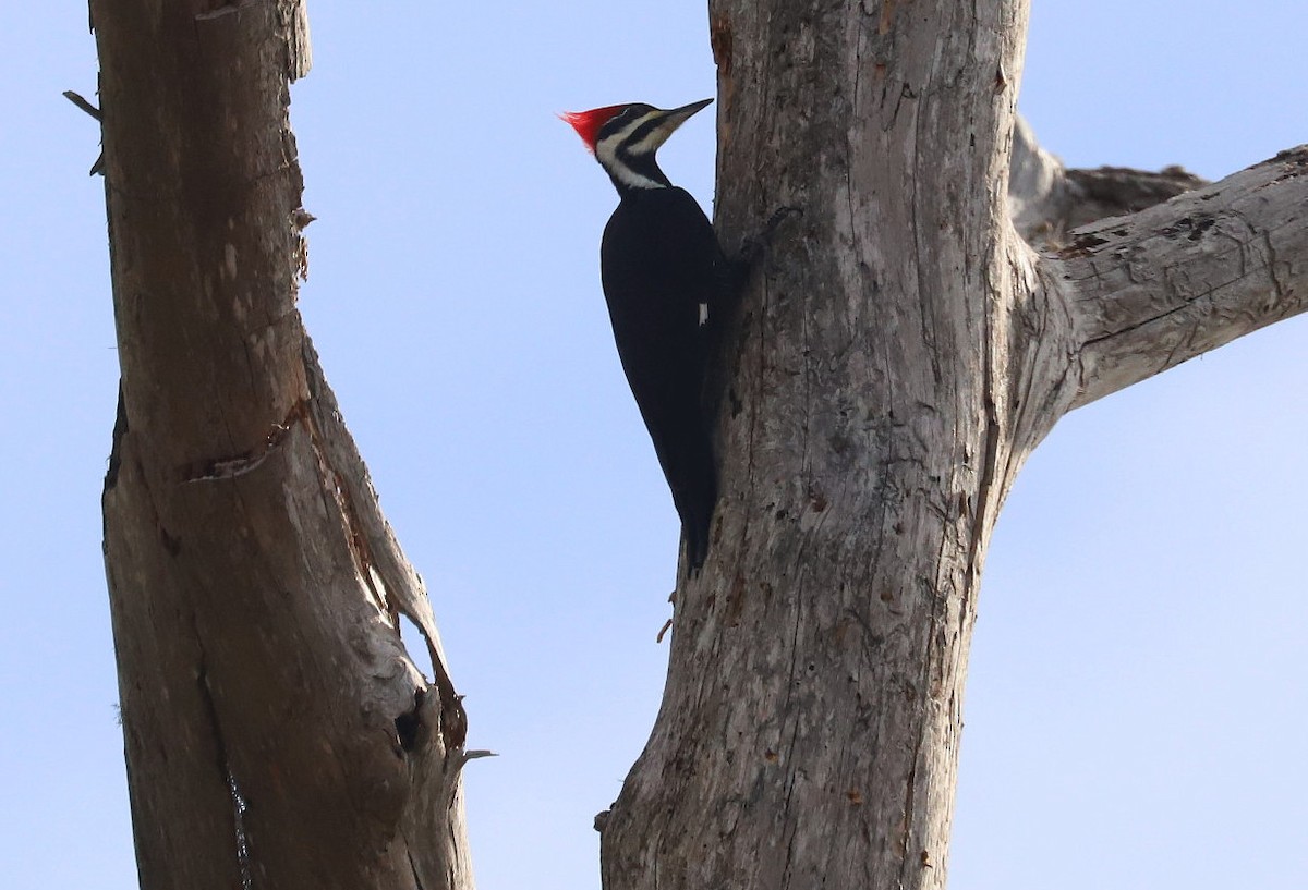 Pileated Woodpecker - ML521150581