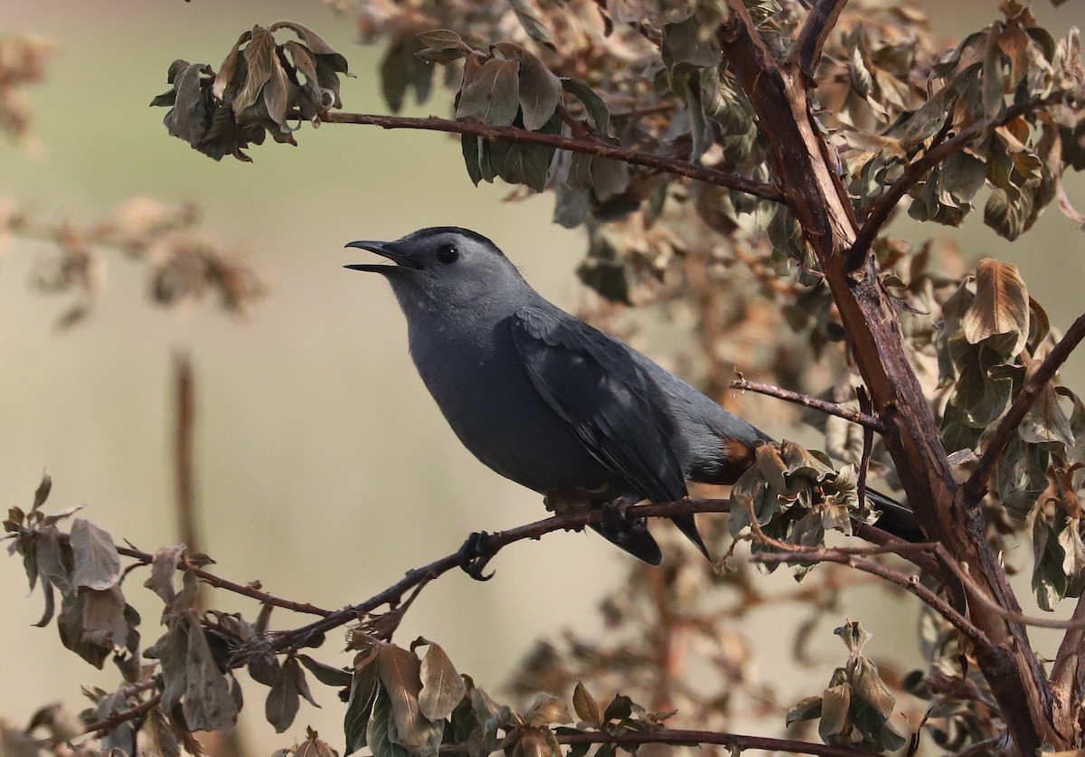 Gray Catbird - ML521150741