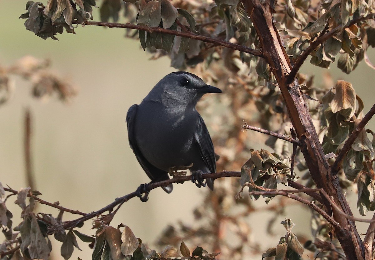 Gray Catbird - ML521150751