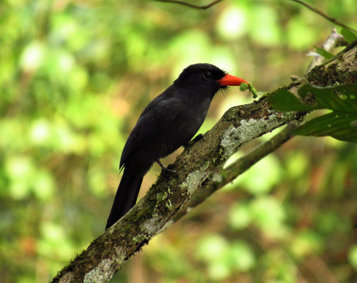 Black-fronted Nunbird - Edward Martin lopez