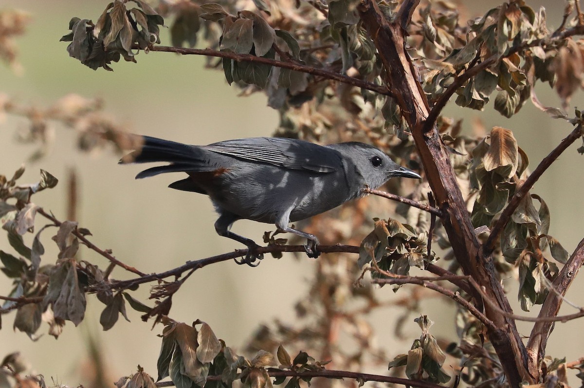 Gray Catbird - ML521151081