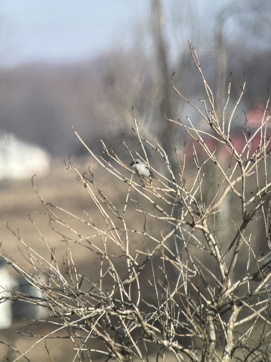 Loggerhead Shrike - ML521152041