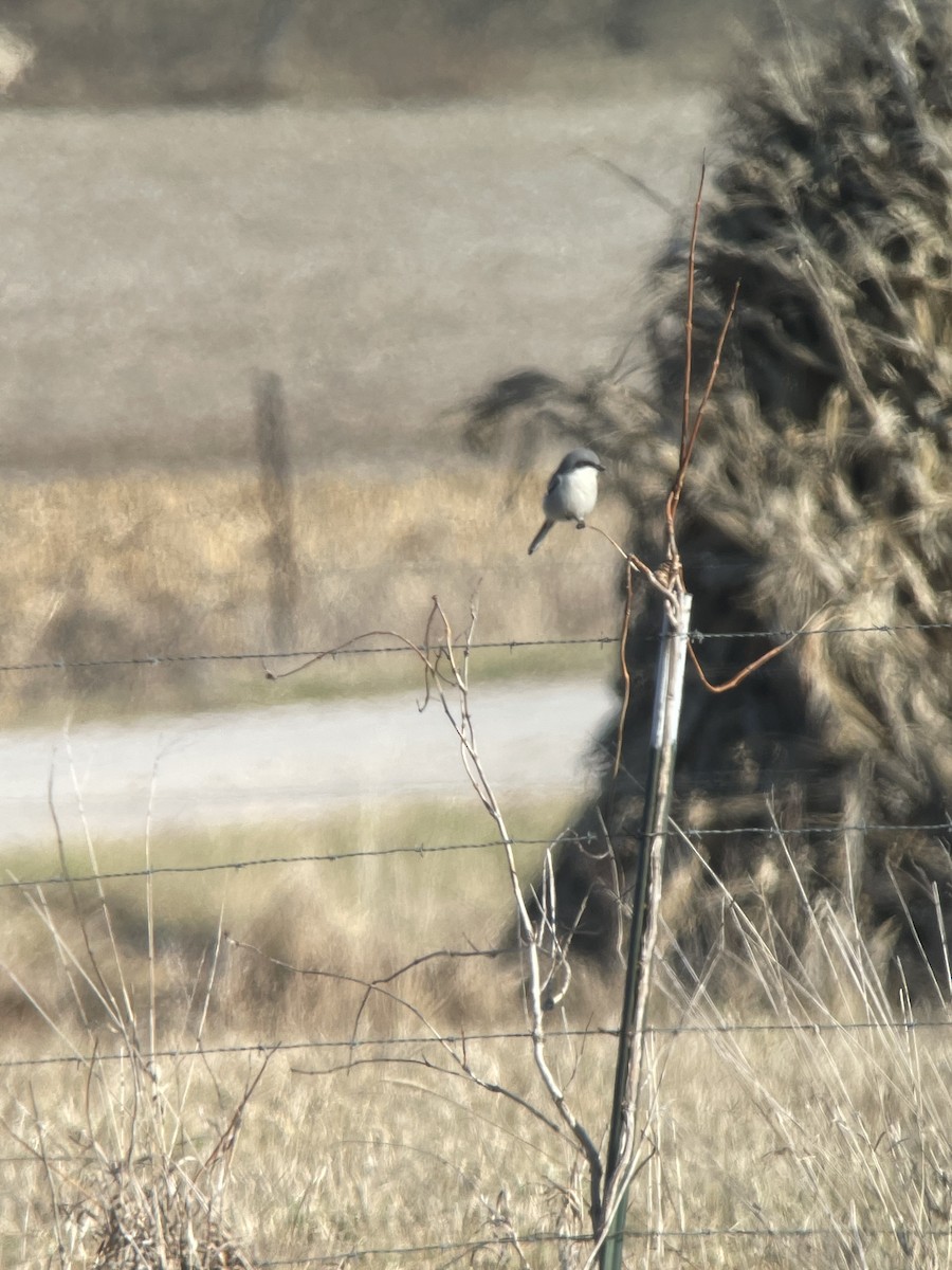 Loggerhead Shrike - Amy Kearns