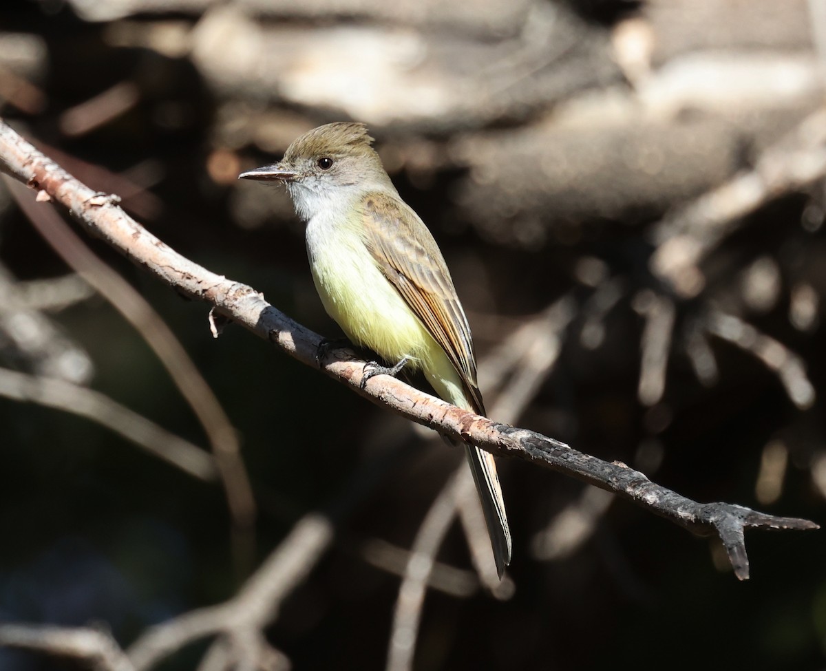 Dusky-capped Flycatcher - Scott Paladichuk