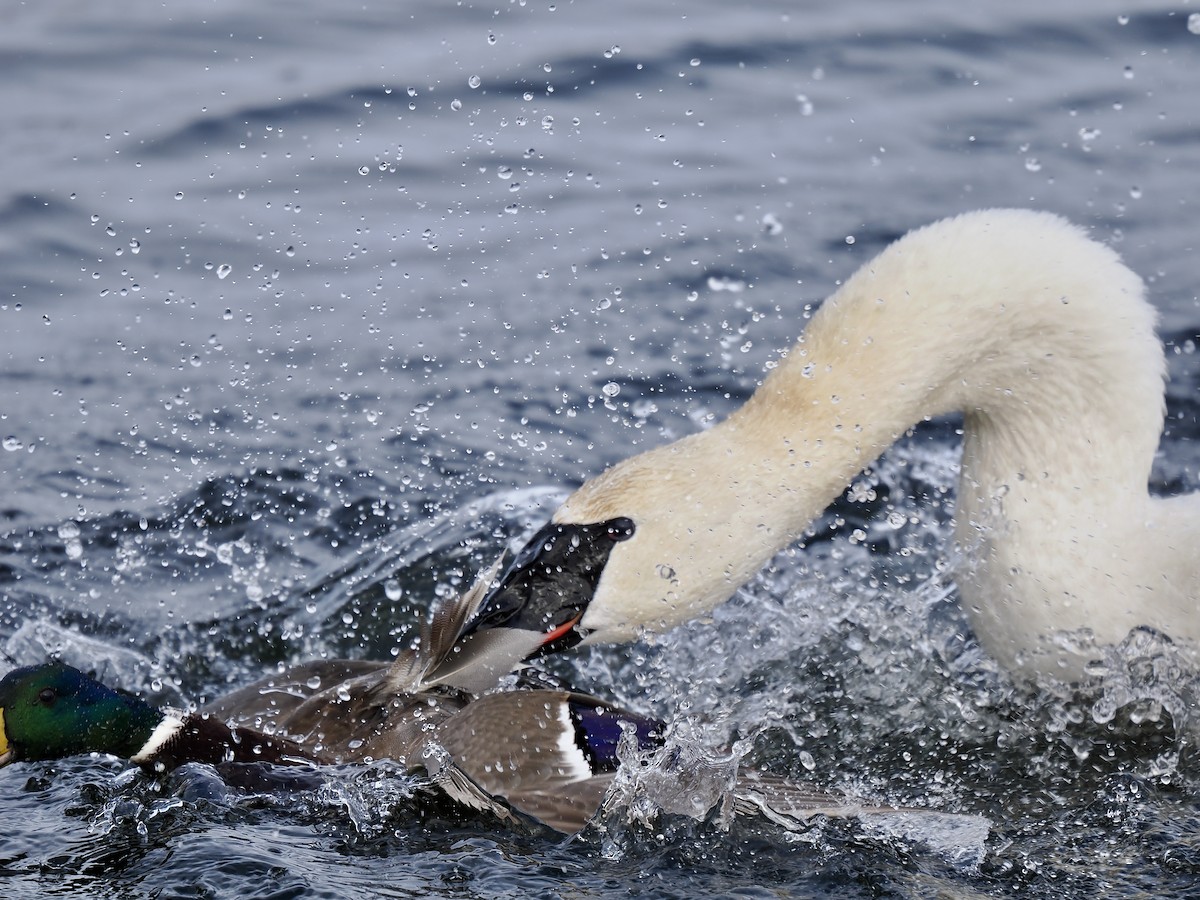 Trumpeter Swan - Bruce Gates