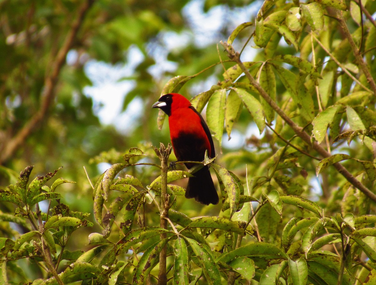 Masked Crimson Tanager - ML521155501