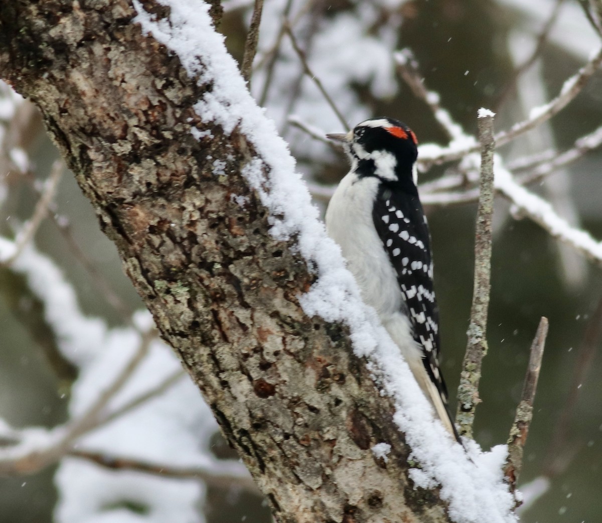 Hairy Woodpecker - ML521155631