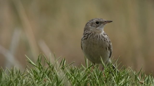 Hellmayr's Pipit - ML521156041
