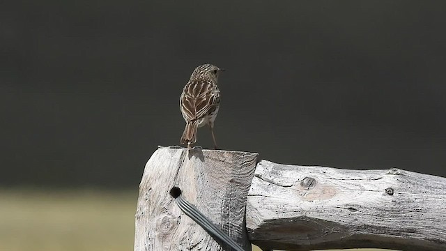 Hellmayr's Pipit - ML521156051