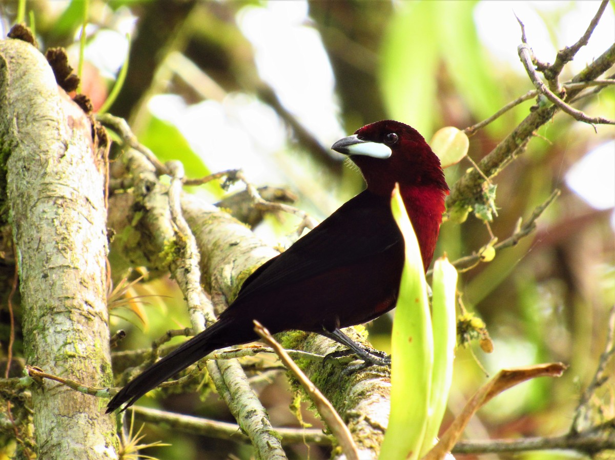 Silver-beaked Tanager - Edward Martin lopez