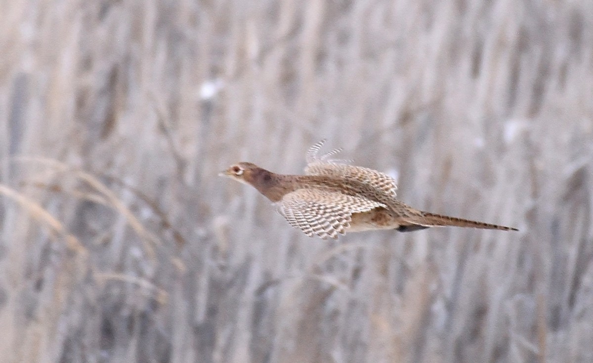 Ring-necked Pheasant - ML521156791